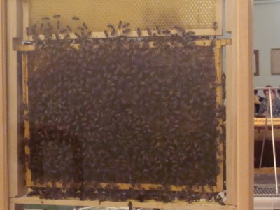 2016-10-21 Produkty pszczele 